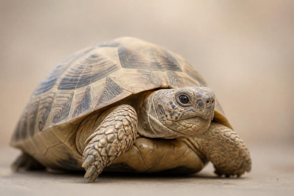 apprenez à dessiner une tortue en capturant la douceur et la simplicité de cet animal grâce à des techniques faciles et quelques traits essentiels.