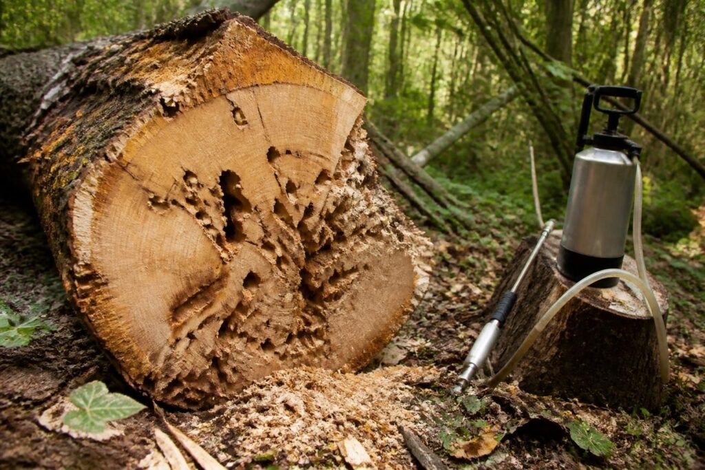 découvrez comment identifier et traiter efficacement une infestation de capricornes dans le bois pour protéger vos structures et préserver la qualité de vos matériaux.