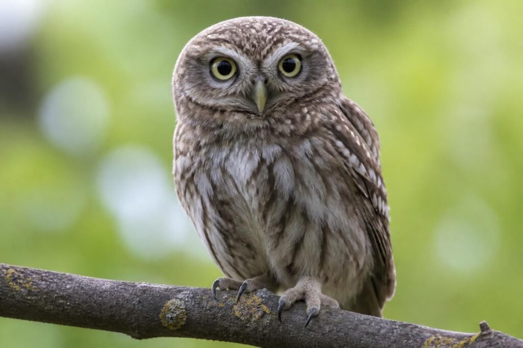apprenez à dessiner un hibou facilement grâce à nos astuces simples et efficaces pour réussir votre dessin étape par étape.
